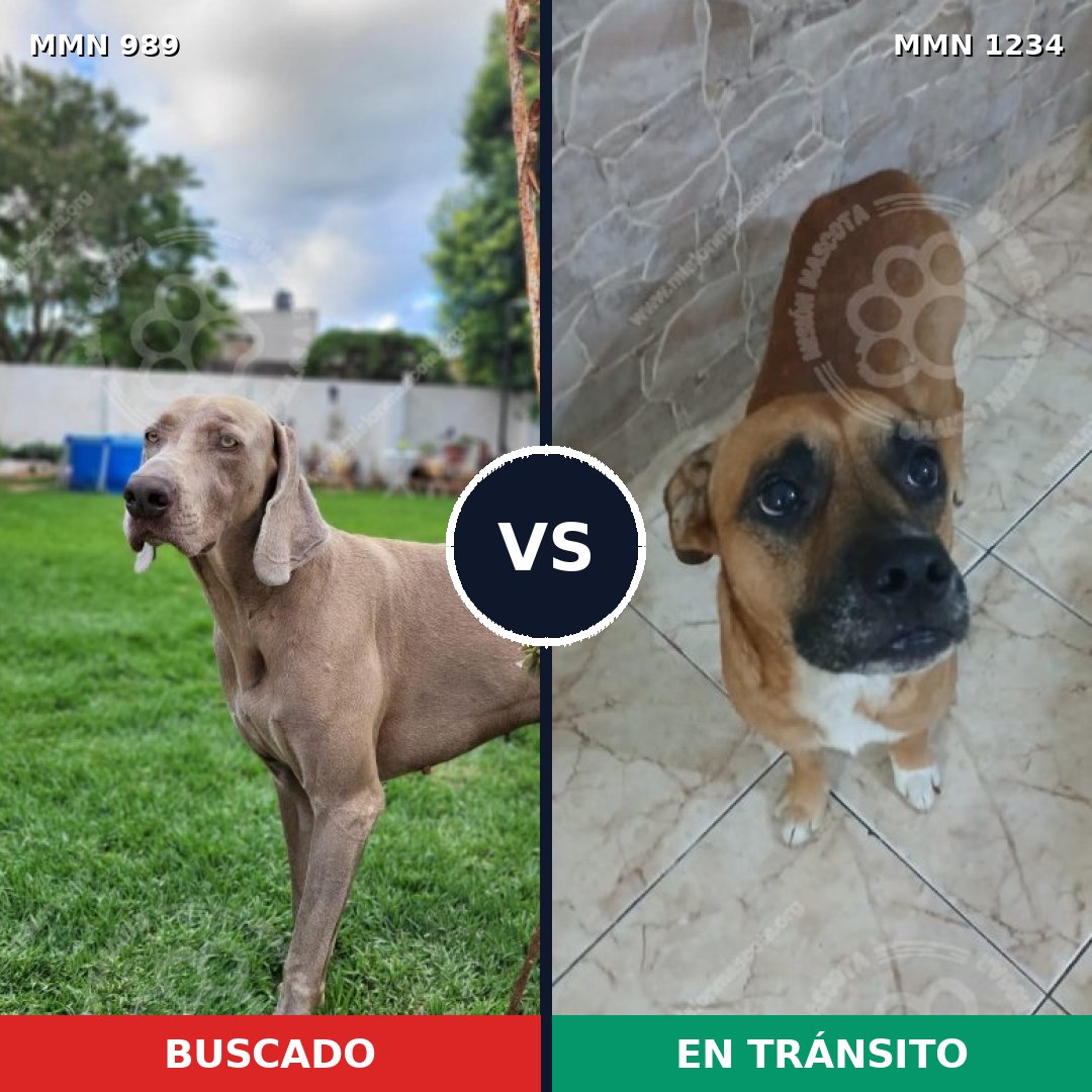 Comparativa MMS 20137: mascota perdida y mascota encontrada, 48% de similitud