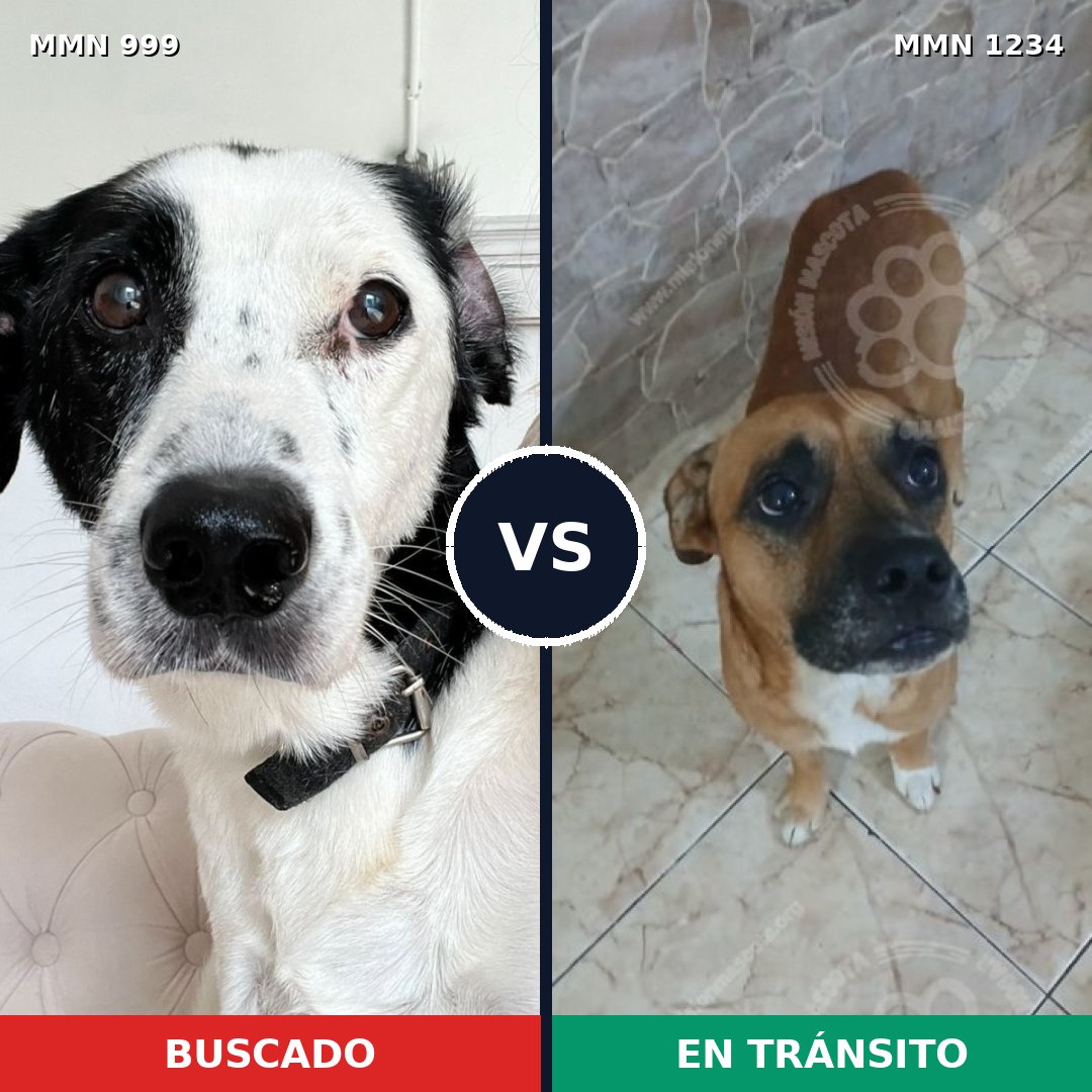 Comparativa MMS 20138: mascota perdida y mascota encontrada, 40% de similitud