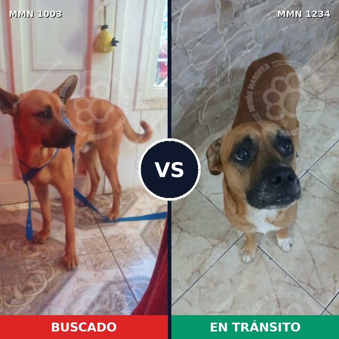 Comparativa MMS 20139: mascota perdida y mascota encontrada, 50% de similitud