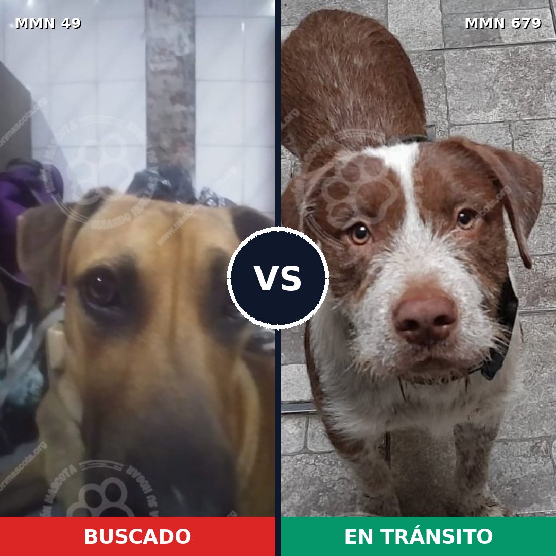 Comparativa MMS 2014: mascota perdida y mascota encontrada, 67% de similitud