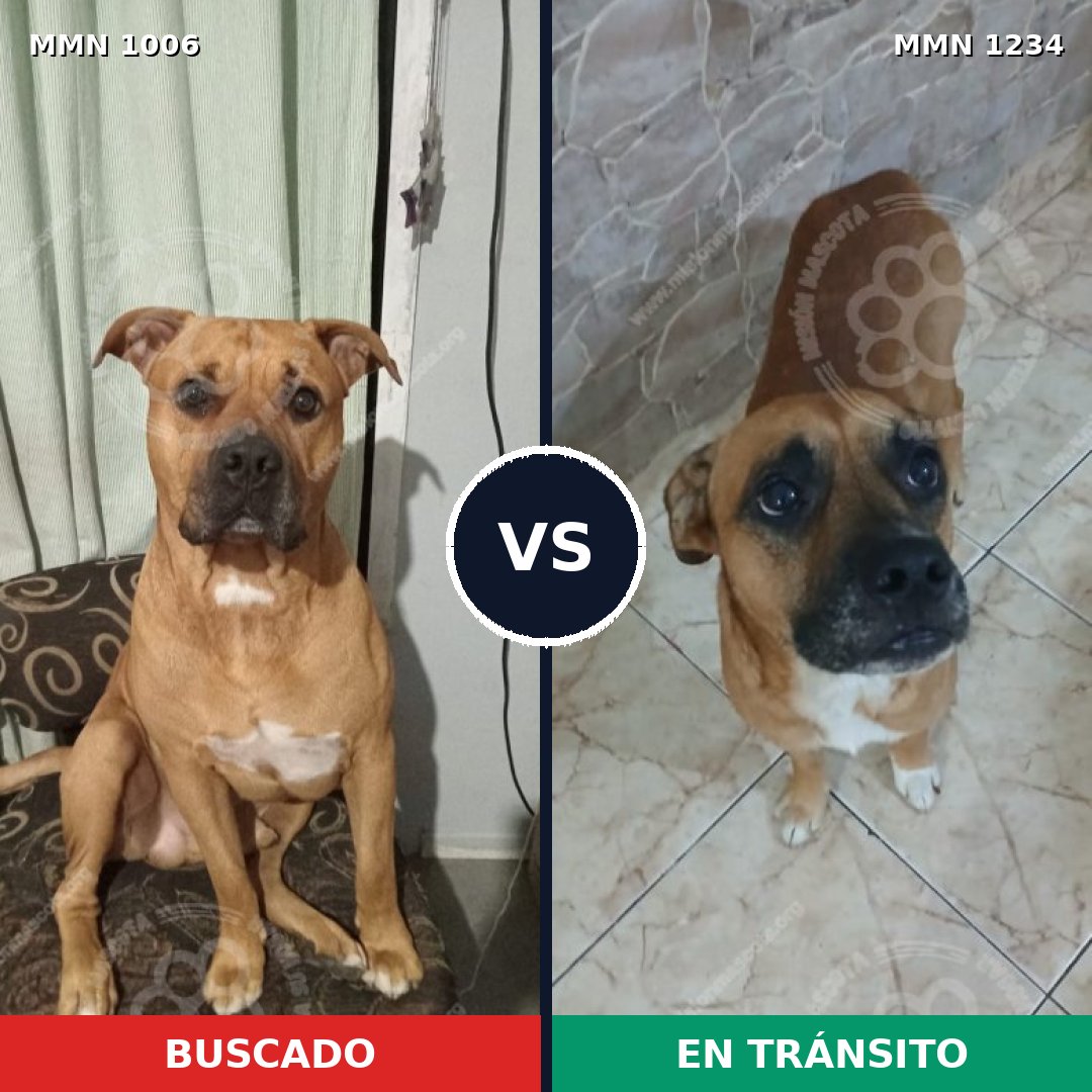 Comparativa MMS 20140: mascota perdida y mascota encontrada, 83% de similitud