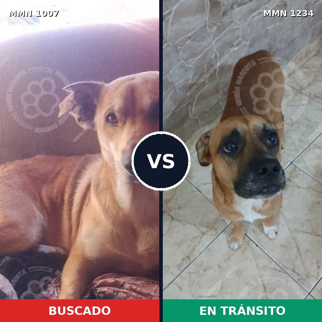 Comparativa MMS 20141: mascota perdida y mascota encontrada, 61% de similitud