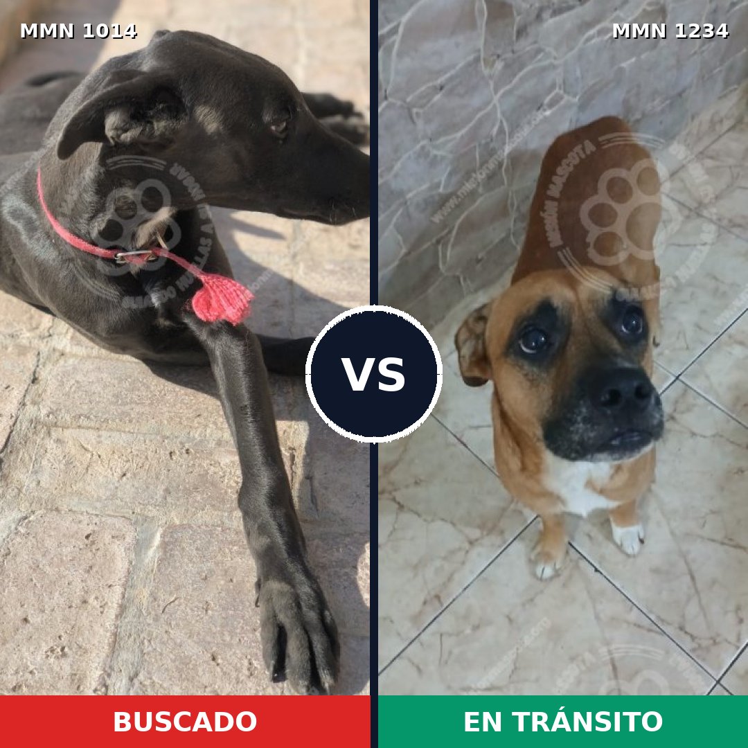 Comparativa MMS 20142: mascota perdida y mascota encontrada, 48% de similitud