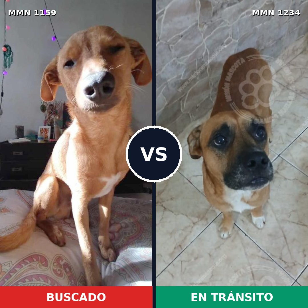 Comparativa MMS 20144: mascota perdida y mascota encontrada, 56% de similitud