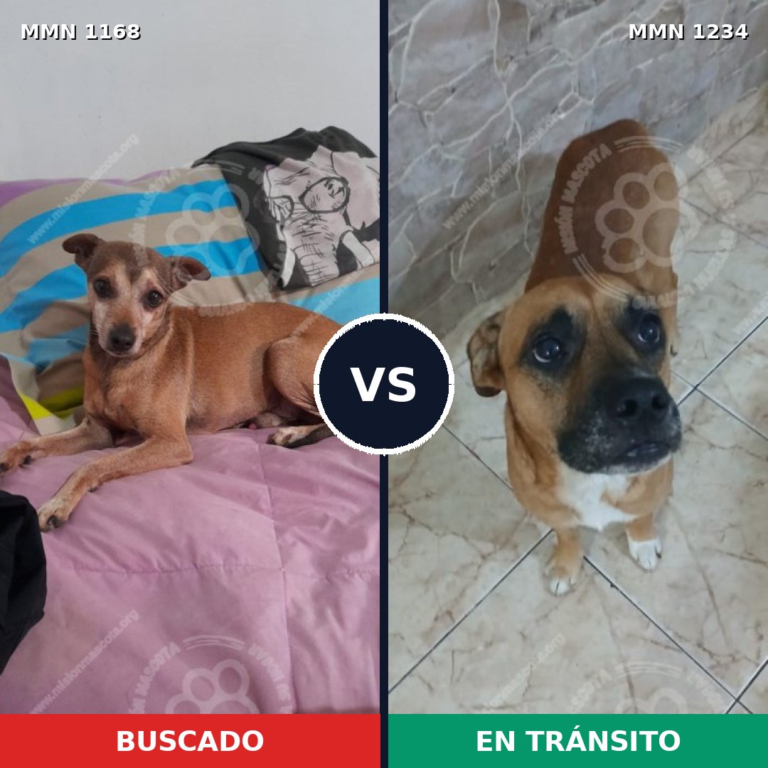 Comparativa MMS 20145: mascota perdida y mascota encontrada, 40% de similitud