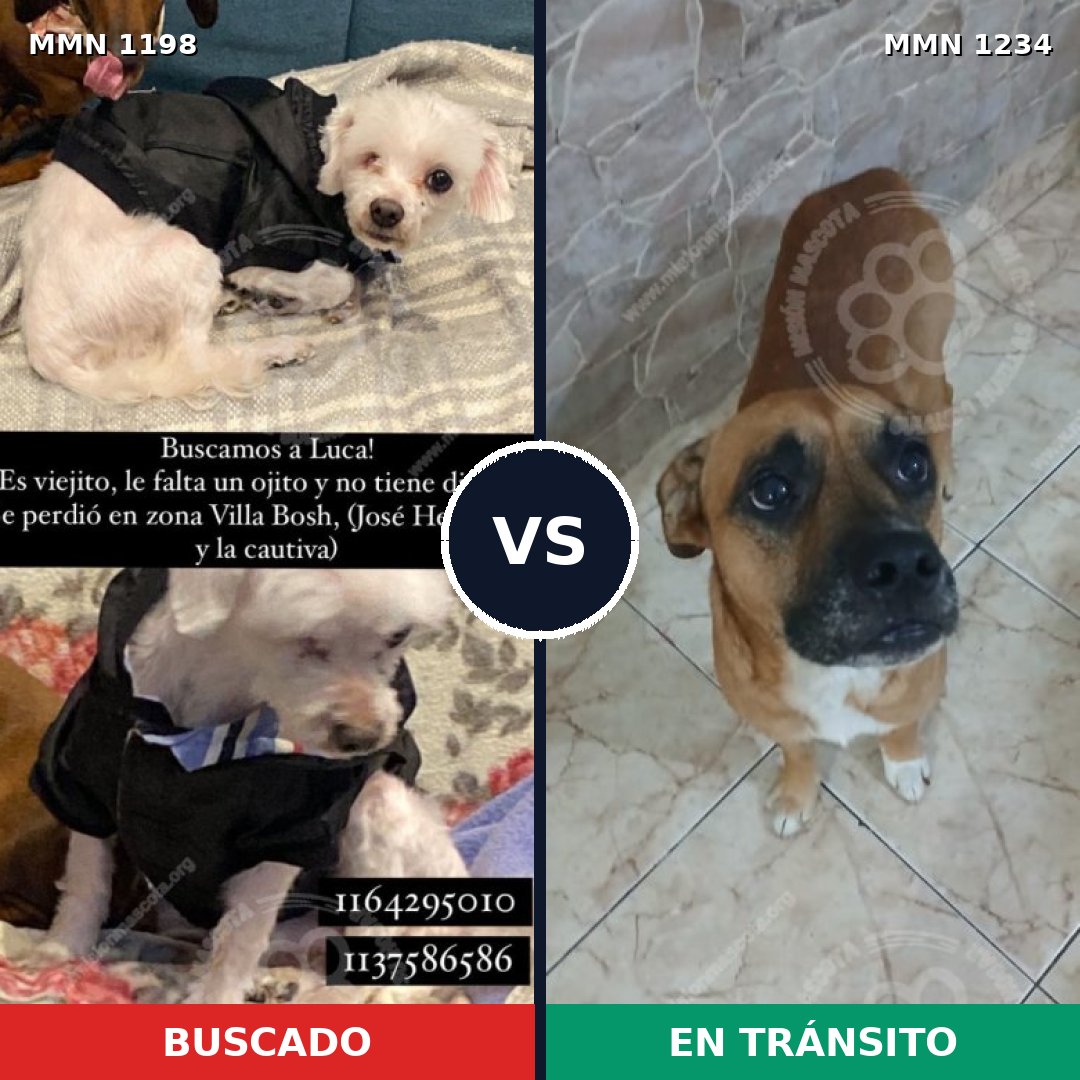 Comparativa MMS 20147: mascota perdida y mascota encontrada, 30% de similitud