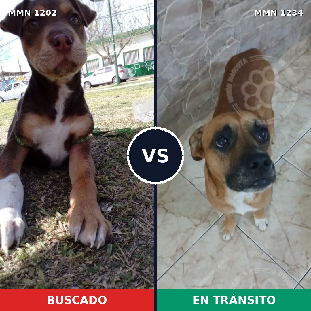 Comparativa MMS 20148: mascota perdida y mascota encontrada, 55% de similitud