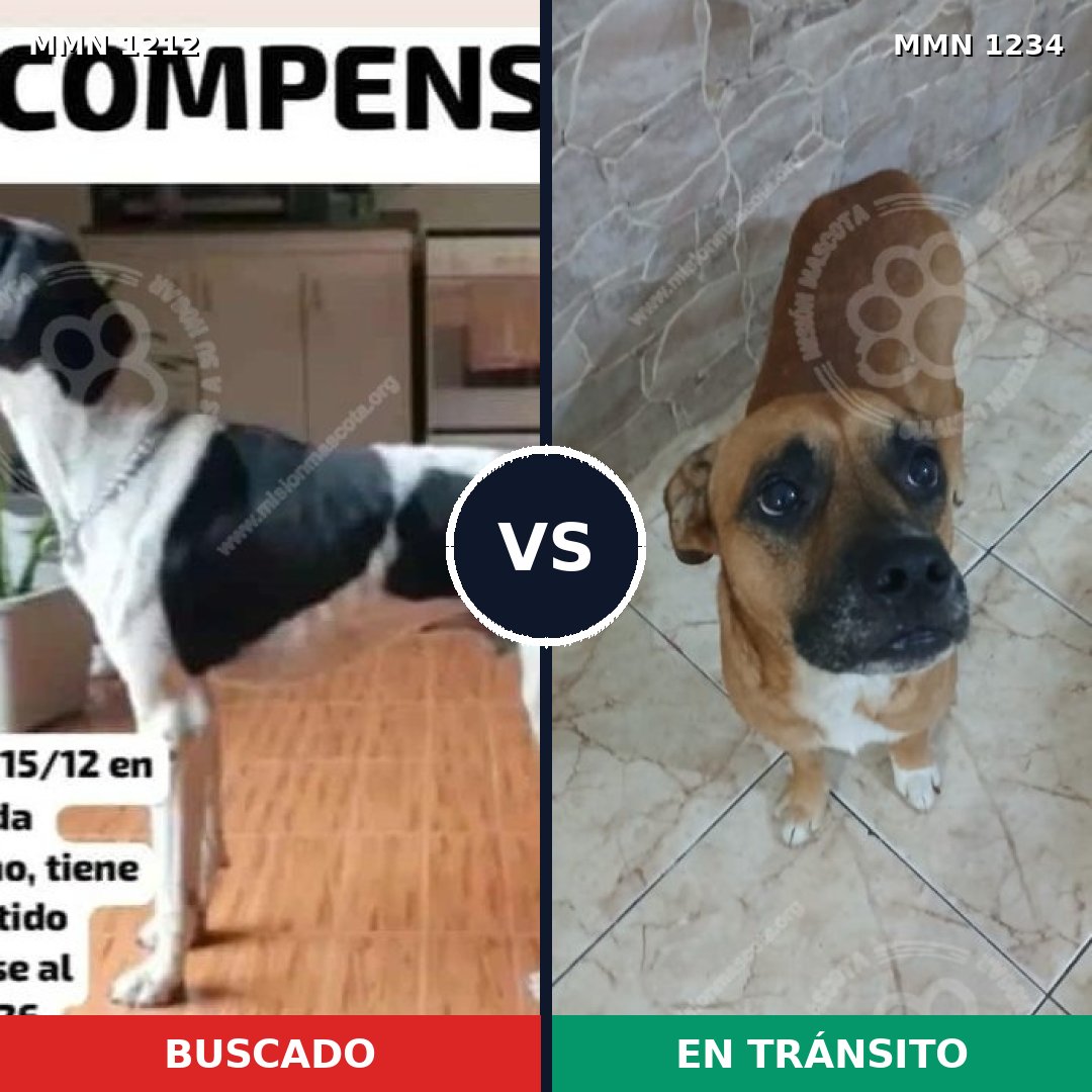Comparativa MMS 20150: mascota perdida y mascota encontrada, 45% de similitud