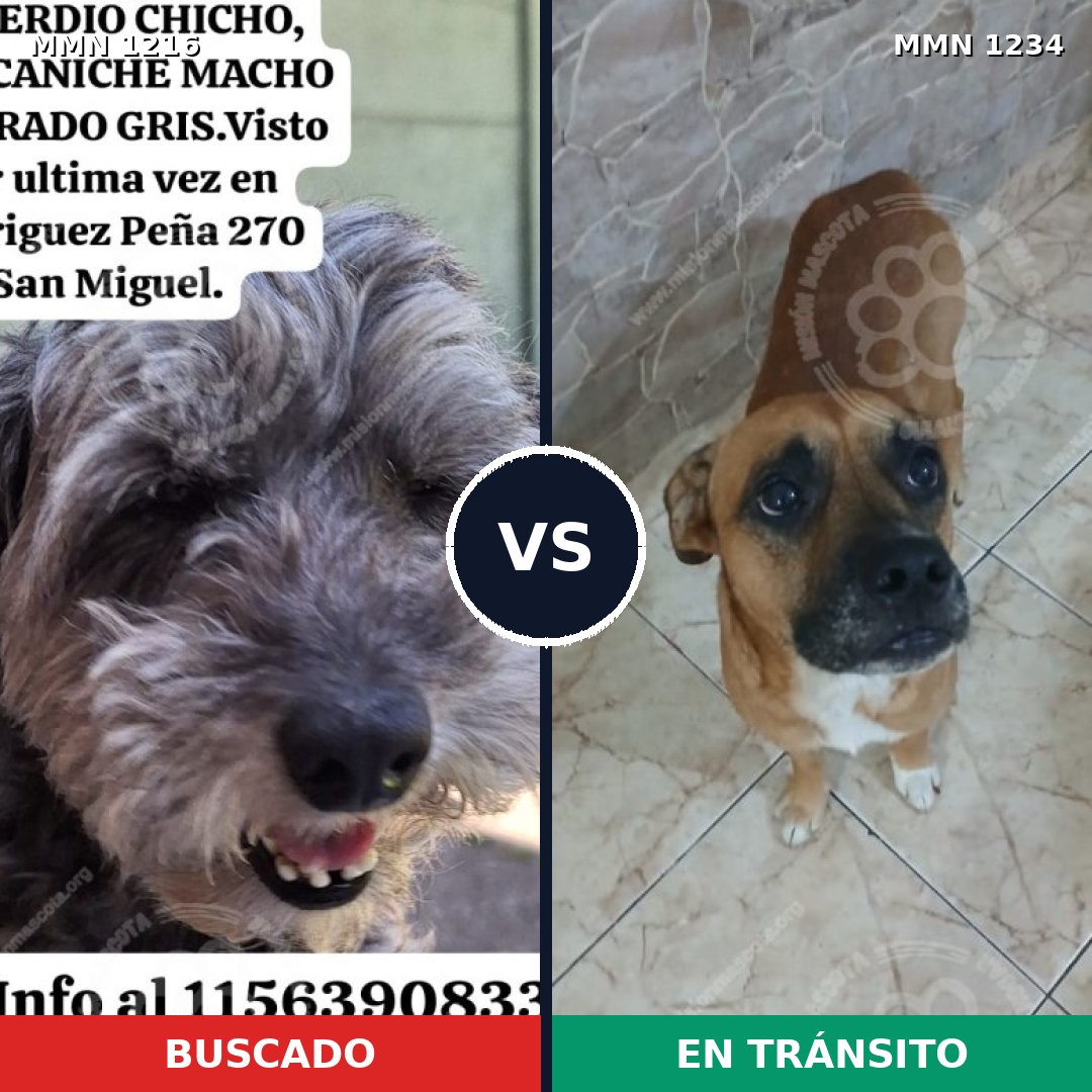 Comparativa MMS 20151: mascota perdida y mascota encontrada, 34% de similitud