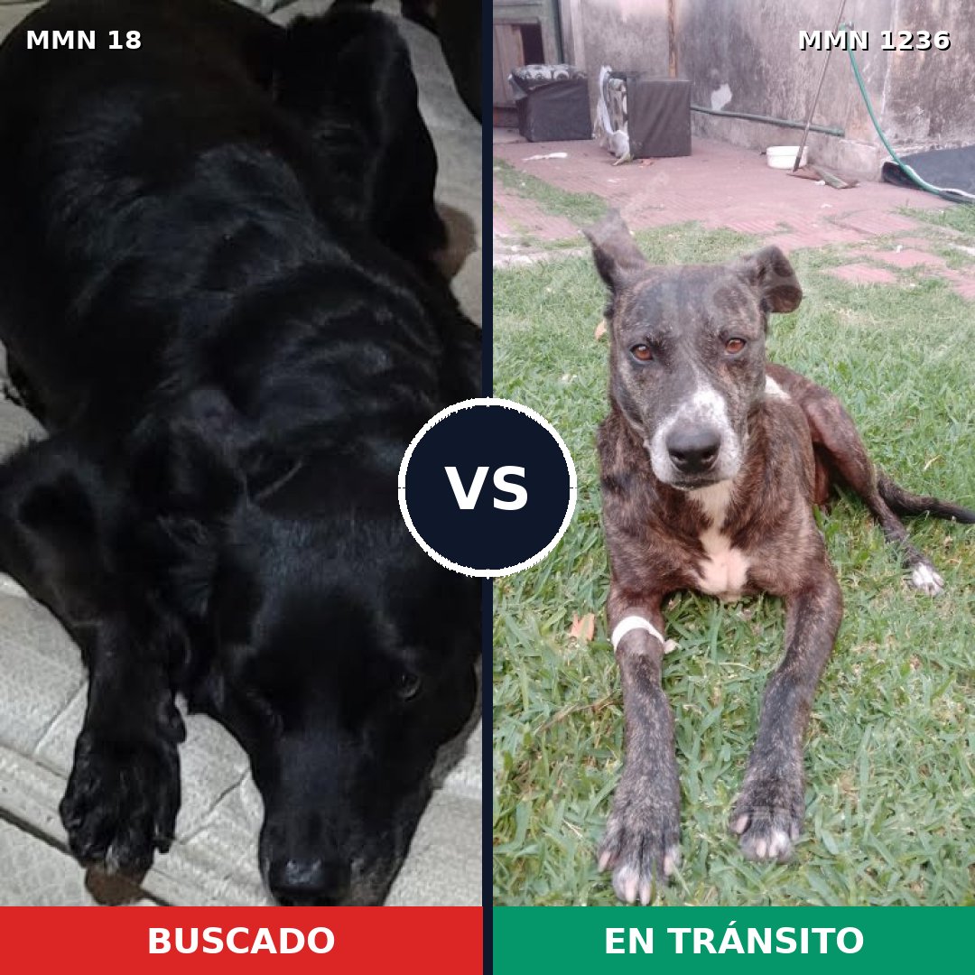 Comparativa MMS 20153: mascota perdida y mascota encontrada, 87% de similitud