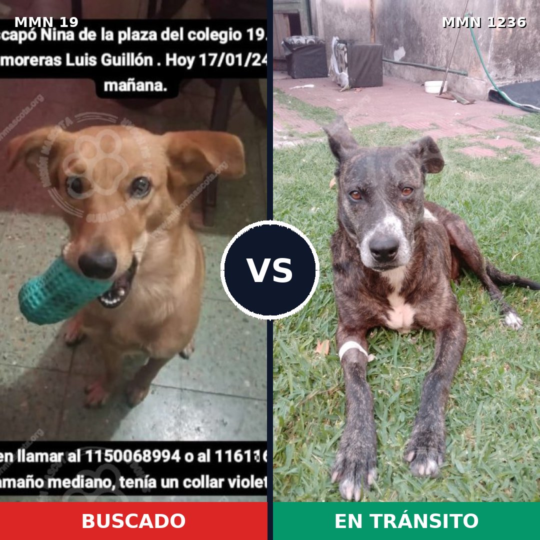 Comparativa MMS 20154: mascota perdida y mascota encontrada, 51% de similitud
