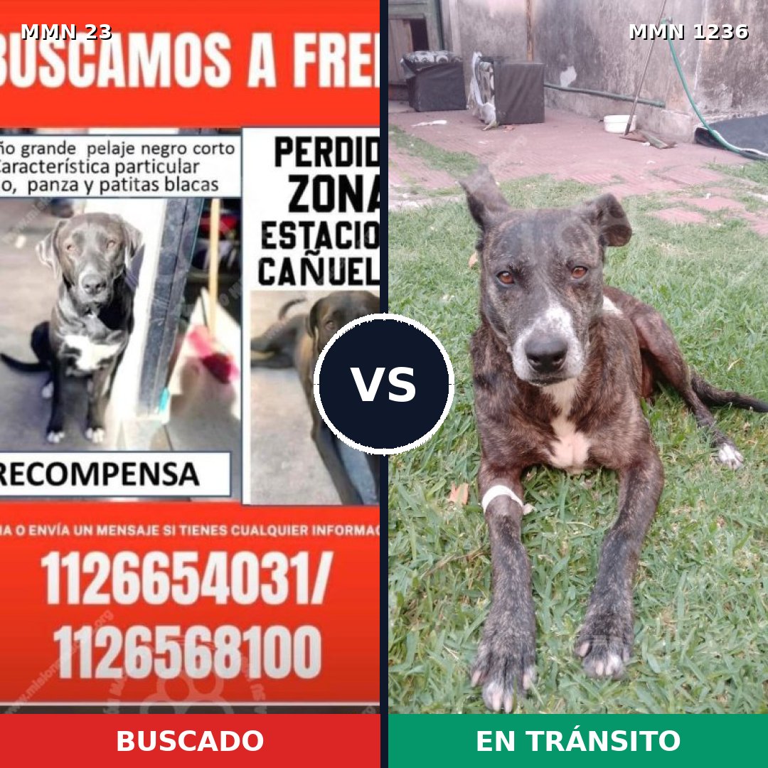 Comparativa MMS 20155: mascota perdida y mascota encontrada, 88% de similitud
