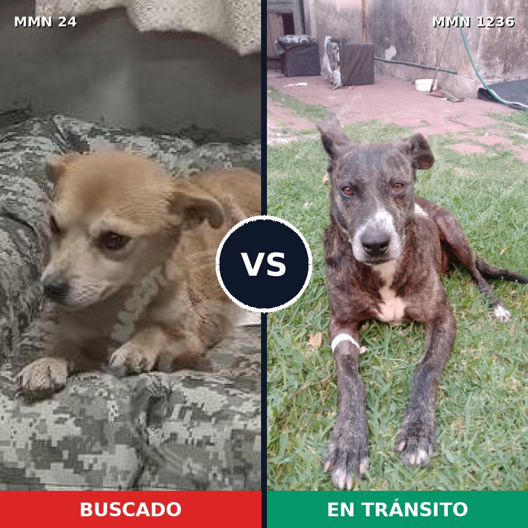 Comparativa MMS 20156: mascota perdida y mascota encontrada, 40% de similitud