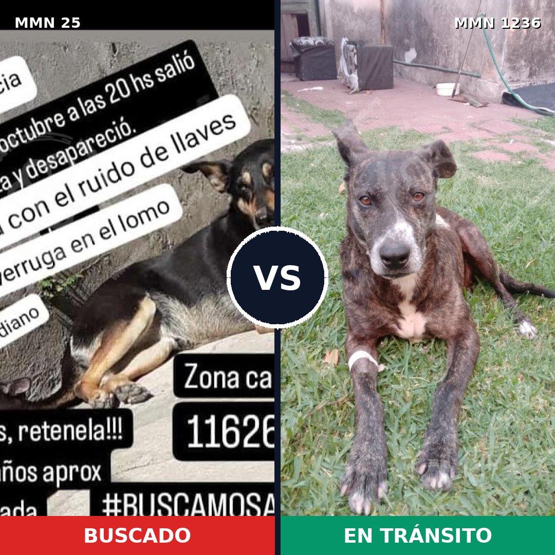 Comparativa MMS 20157: mascota perdida y mascota encontrada, 54% de similitud
