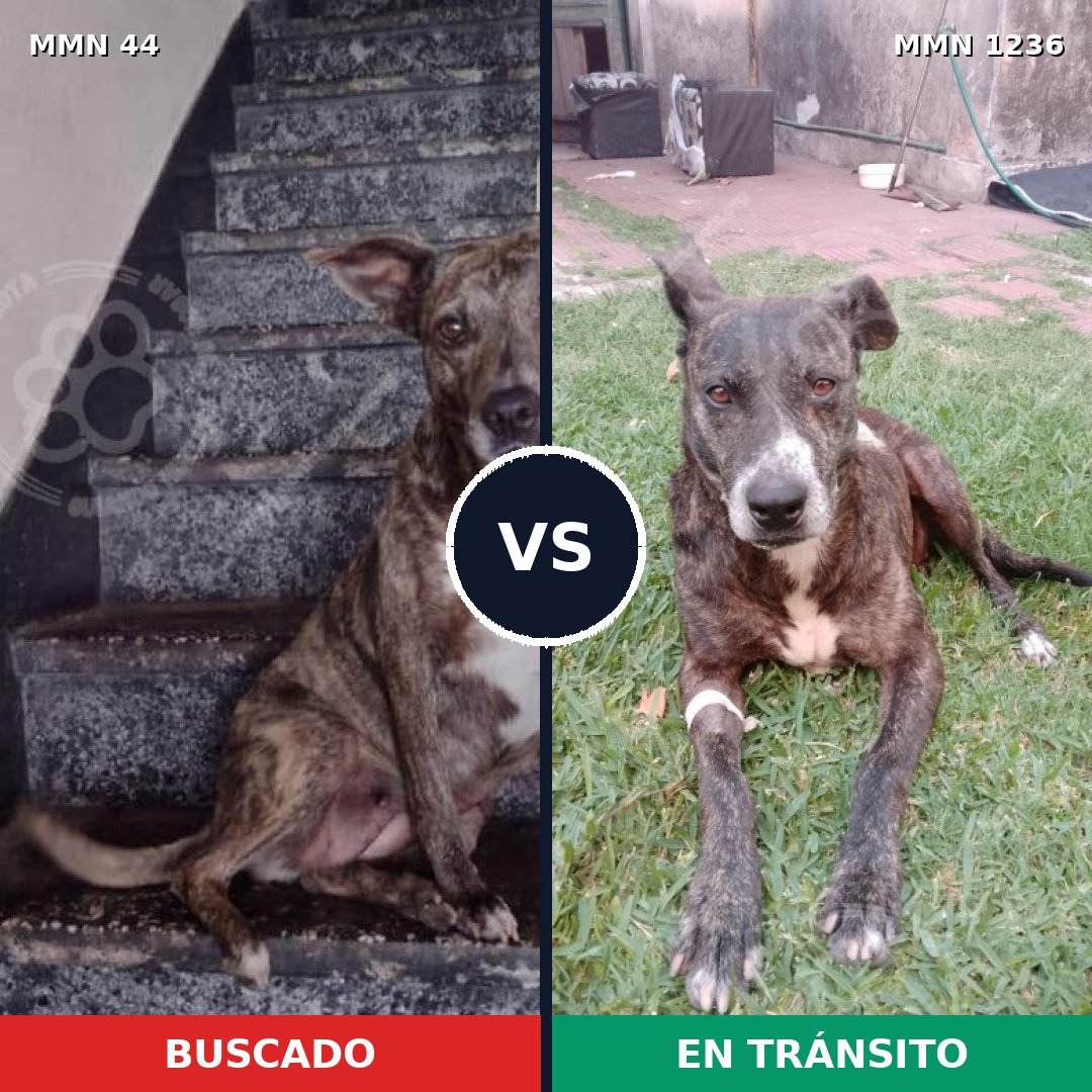 Comparativa MMS 20159: mascota perdida y mascota encontrada, 77% de similitud