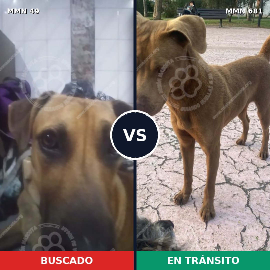 Comparativa MMS 2016: mascota perdida y mascota encontrada, 57% de similitud