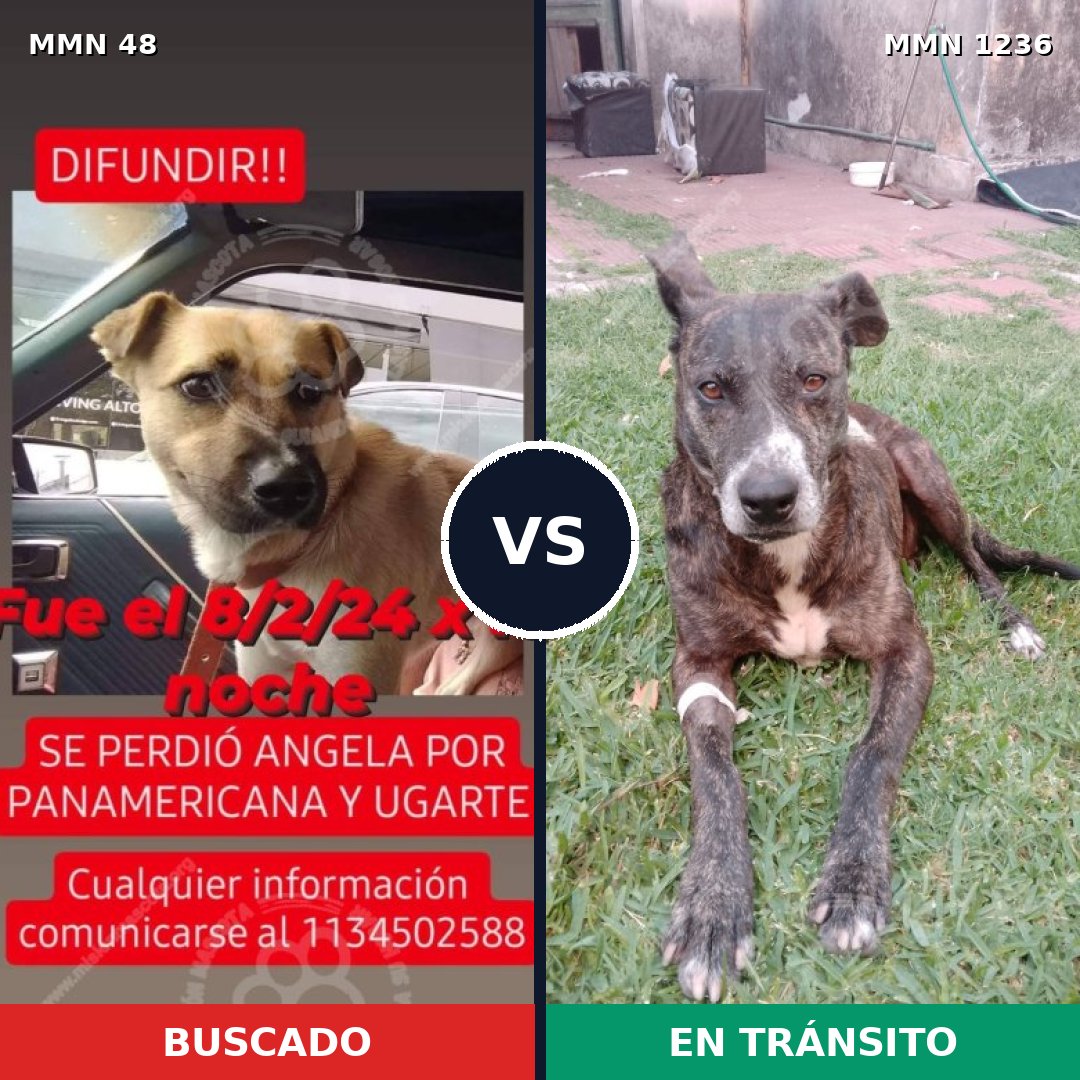 Comparativa MMS 20160: mascota perdida y mascota encontrada, 52% de similitud