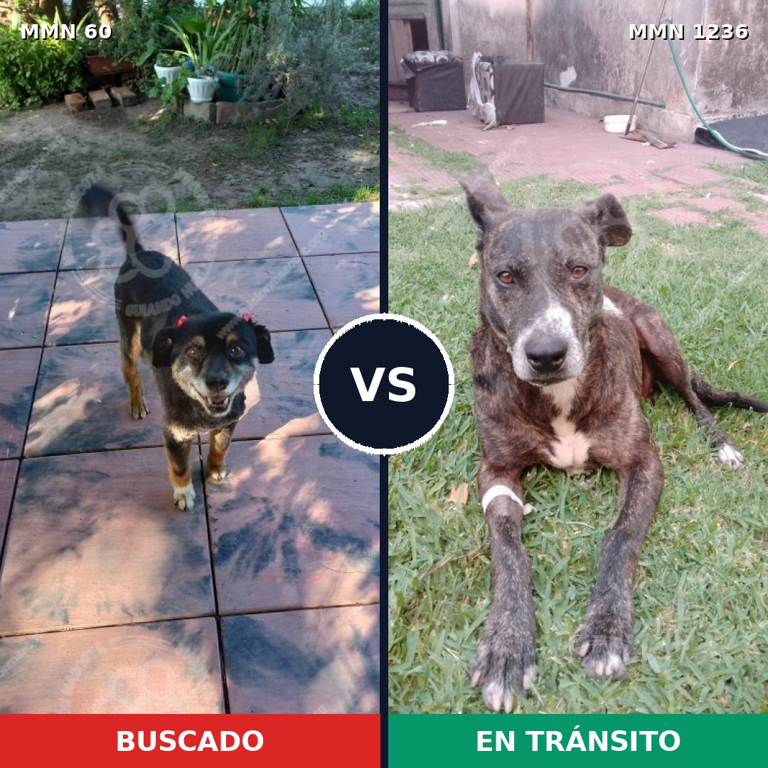 Comparativa MMS 20161: mascota perdida y mascota encontrada, 69% de similitud