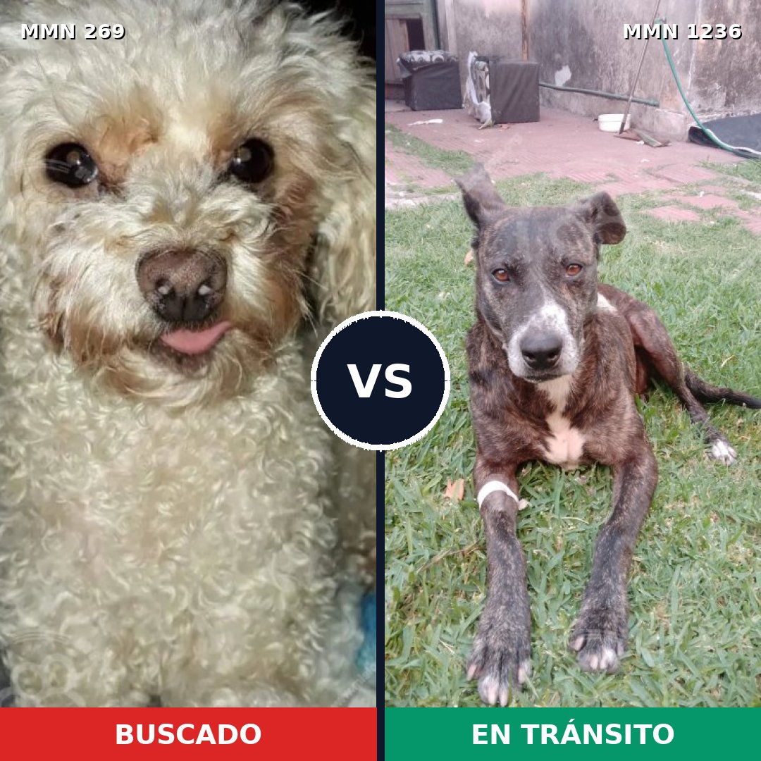 Comparativa MMS 20164: mascota perdida y mascota encontrada, 31% de similitud