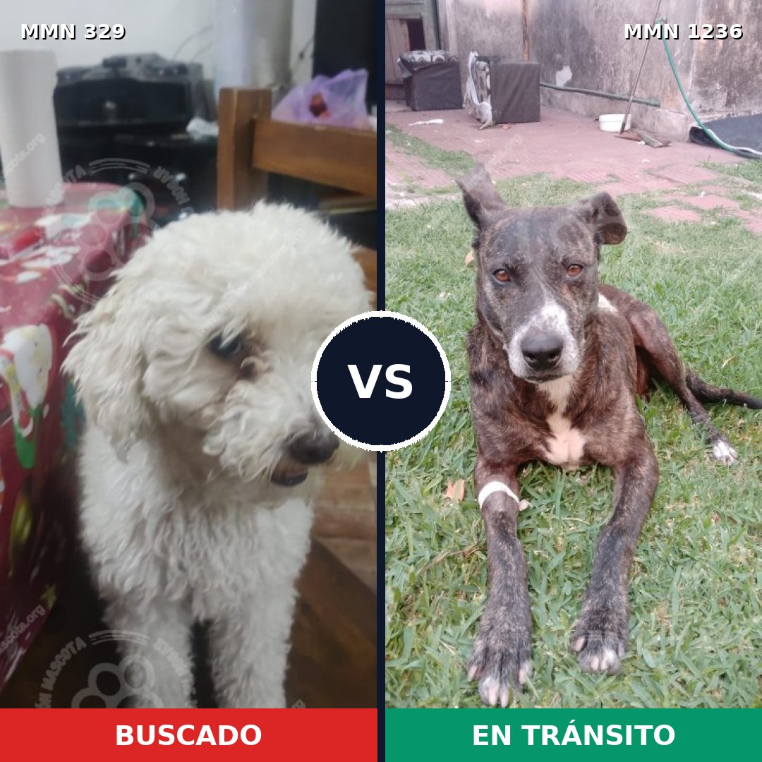 Comparativa MMS 20165: mascota perdida y mascota encontrada, 35% de similitud