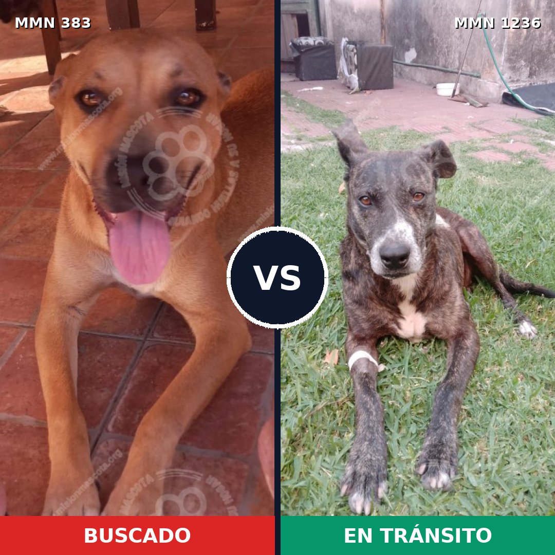 Comparativa MMS 20167: mascota perdida y mascota encontrada, 42% de similitud