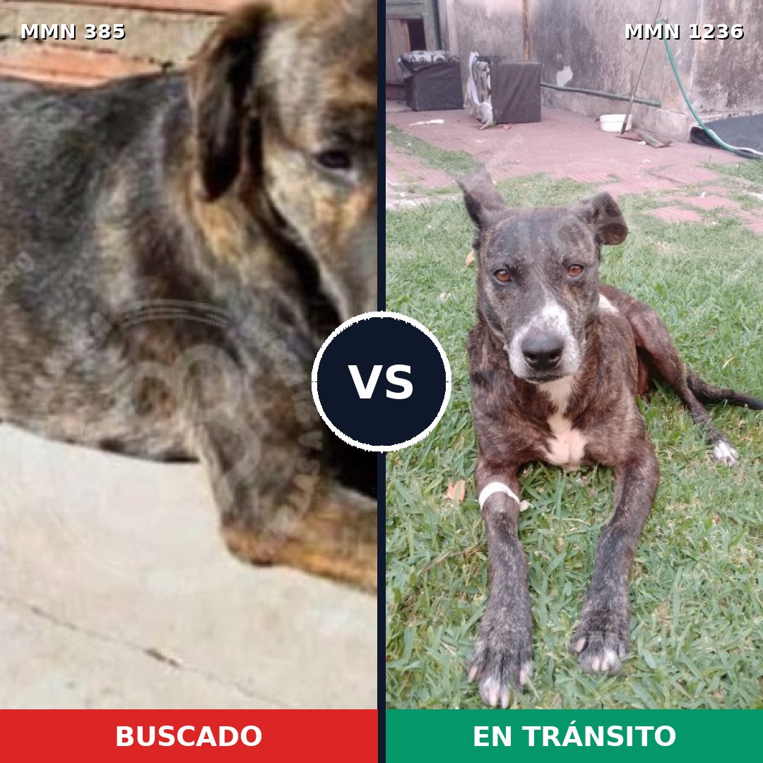 Comparativa MMS 20168: mascota perdida y mascota encontrada, 77% de similitud