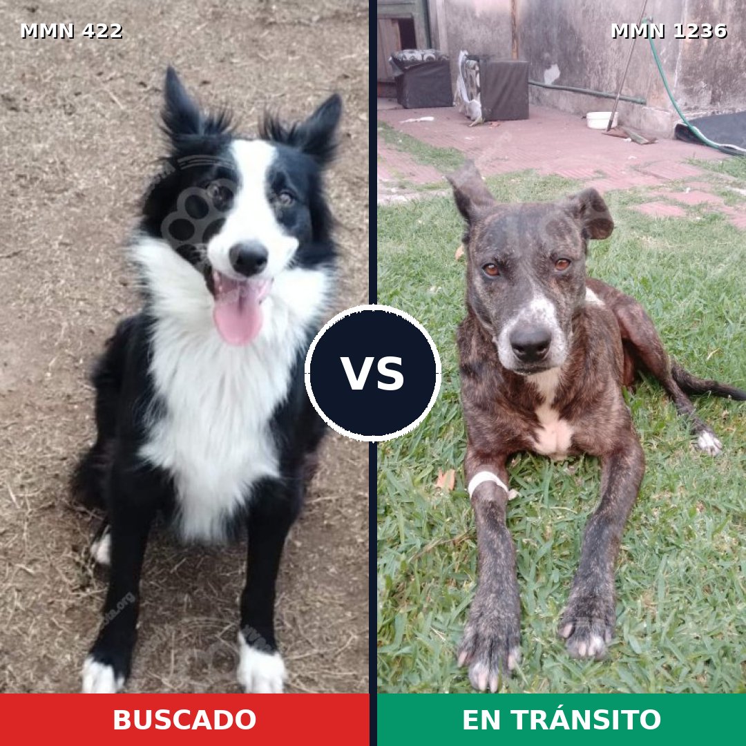 Comparativa MMS 20169: mascota perdida y mascota encontrada, 42% de similitud