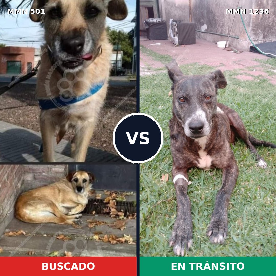 Comparativa MMS 20171: mascota perdida y mascota encontrada, 74% de similitud