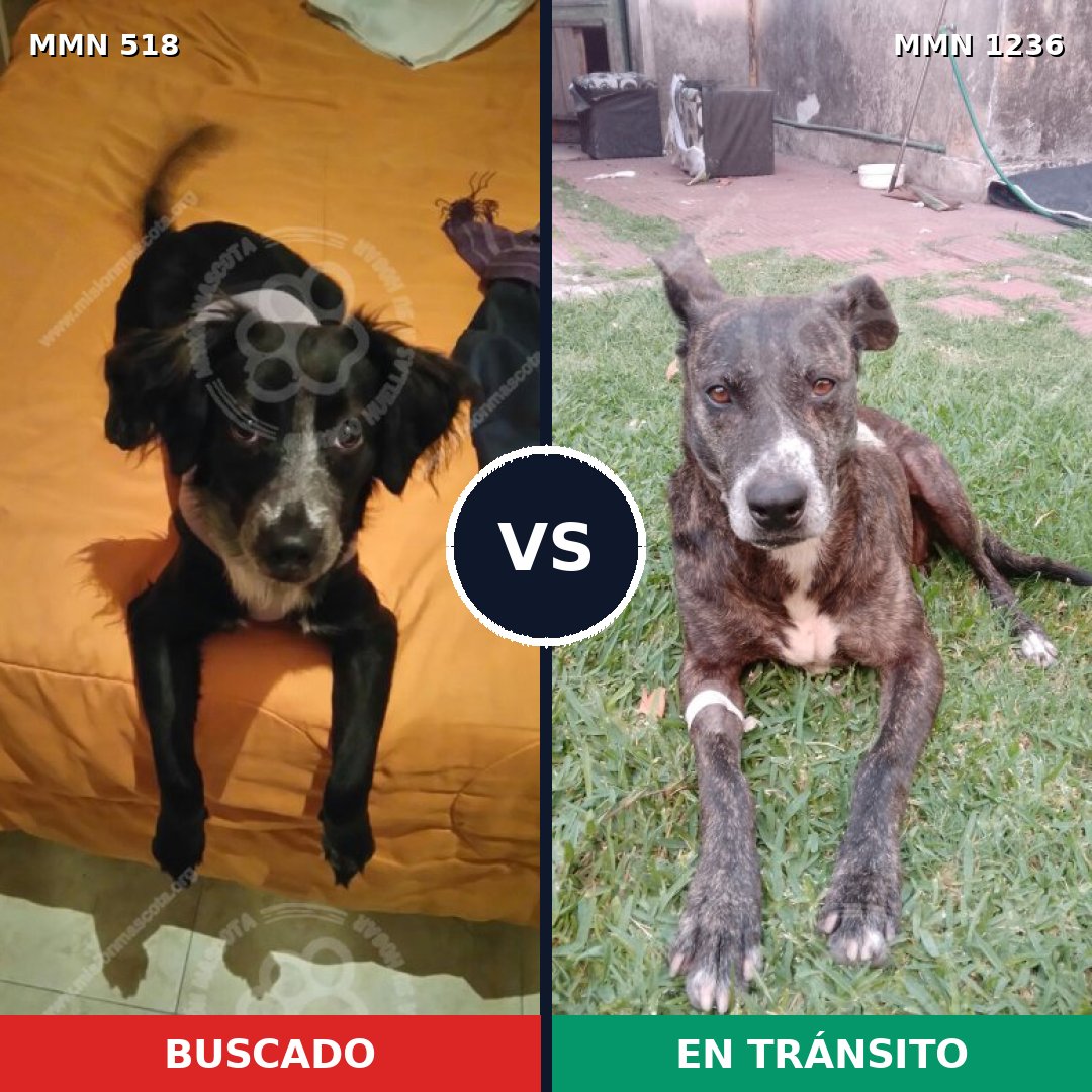 Comparativa MMS 20172: mascota perdida y mascota encontrada, 55% de similitud