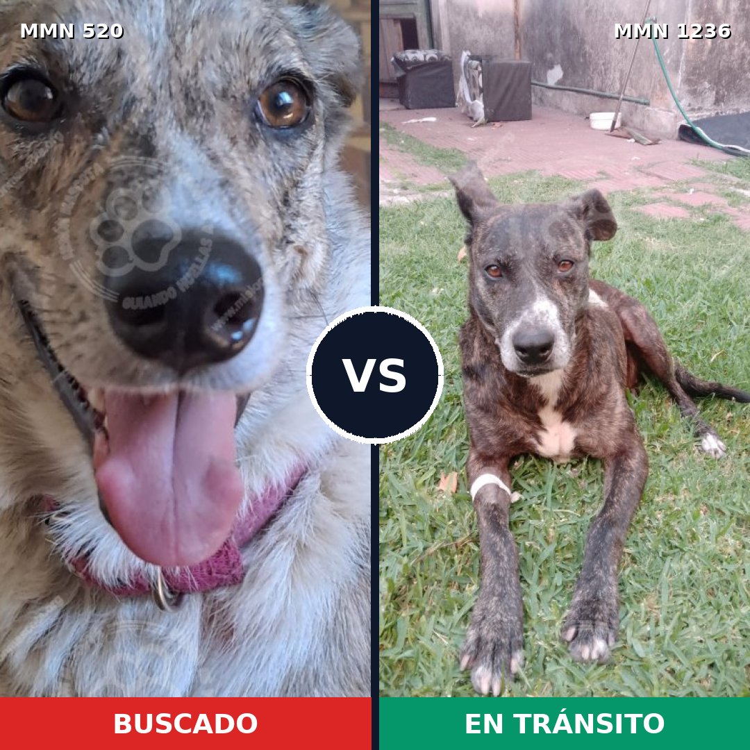 Comparativa MMS 20173: mascota perdida y mascota encontrada, 46% de similitud