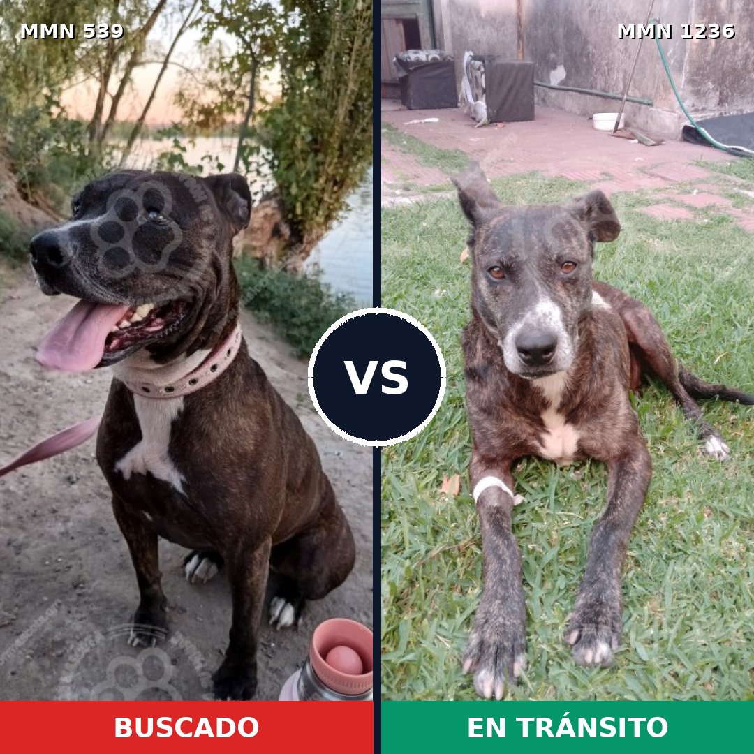 Comparativa MMS 20174: mascota perdida y mascota encontrada, 43% de similitud