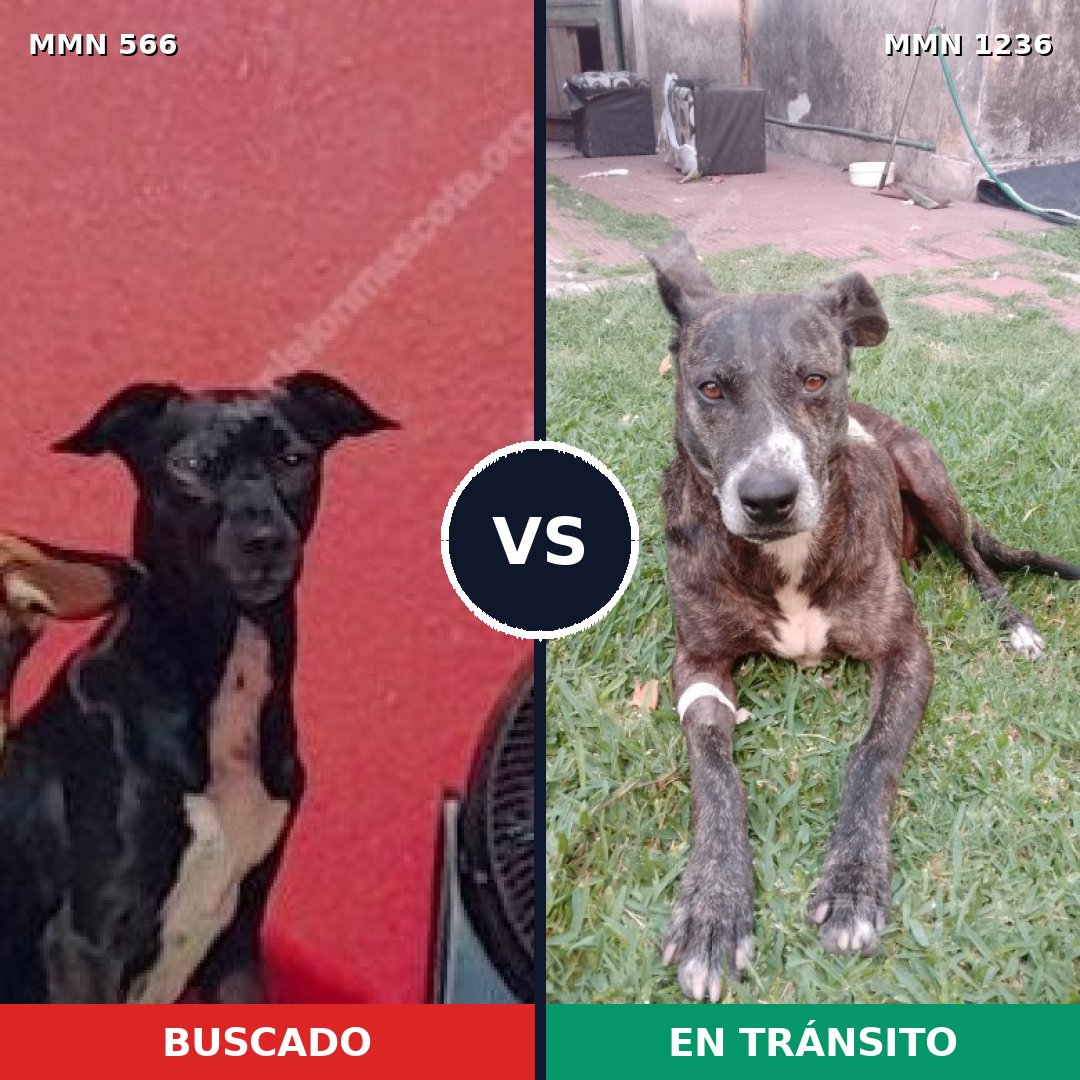 Comparativa MMS 20175: mascota perdida y mascota encontrada, 74% de similitud