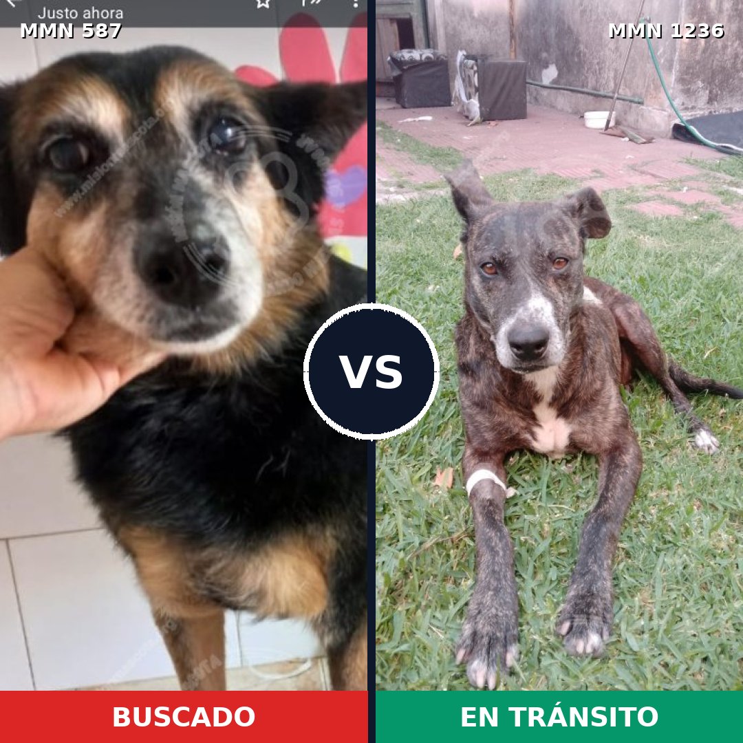 Comparativa MMS 20177: mascota perdida y mascota encontrada, 61% de similitud