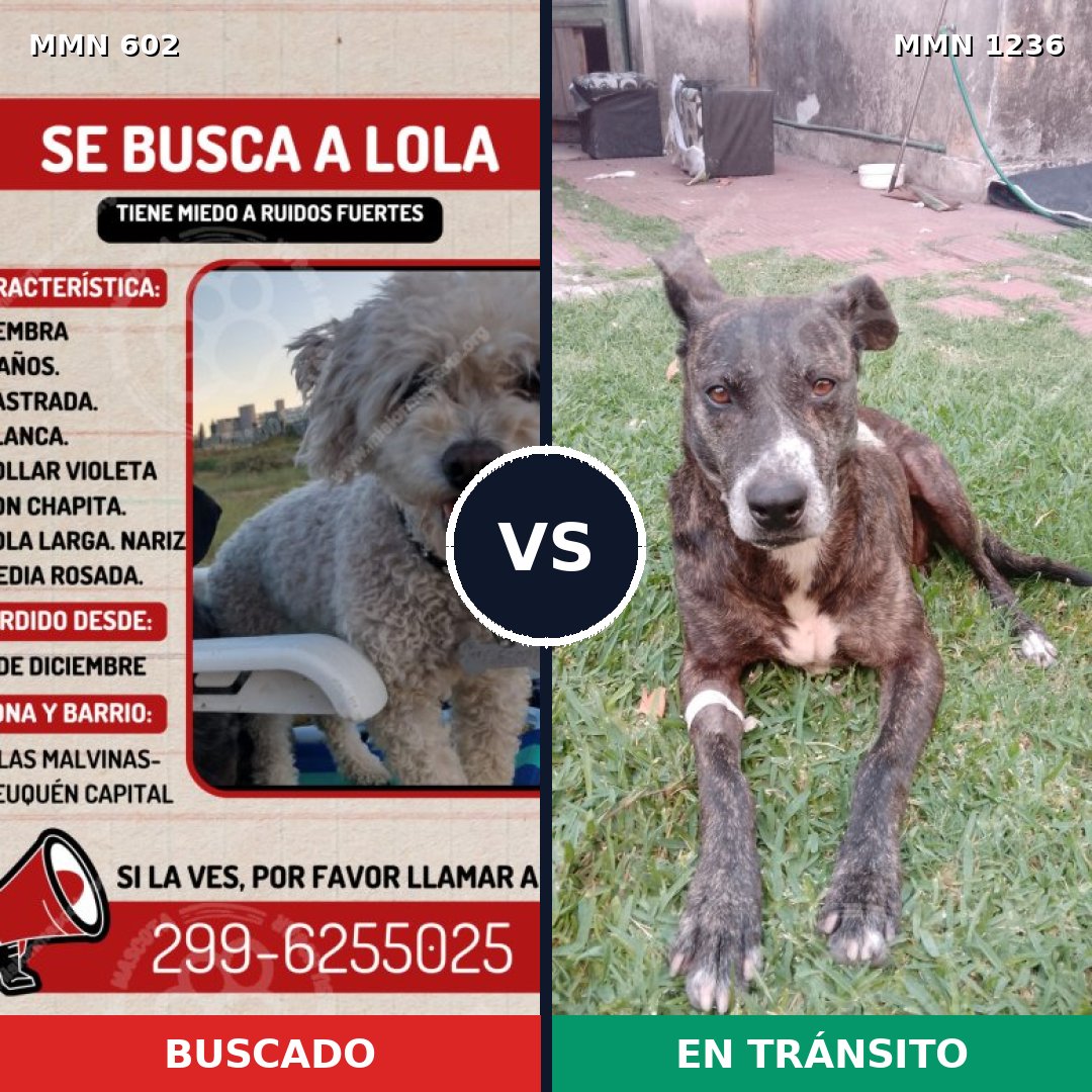 Comparativa MMS 20178: mascota perdida y mascota encontrada, 17% de similitud