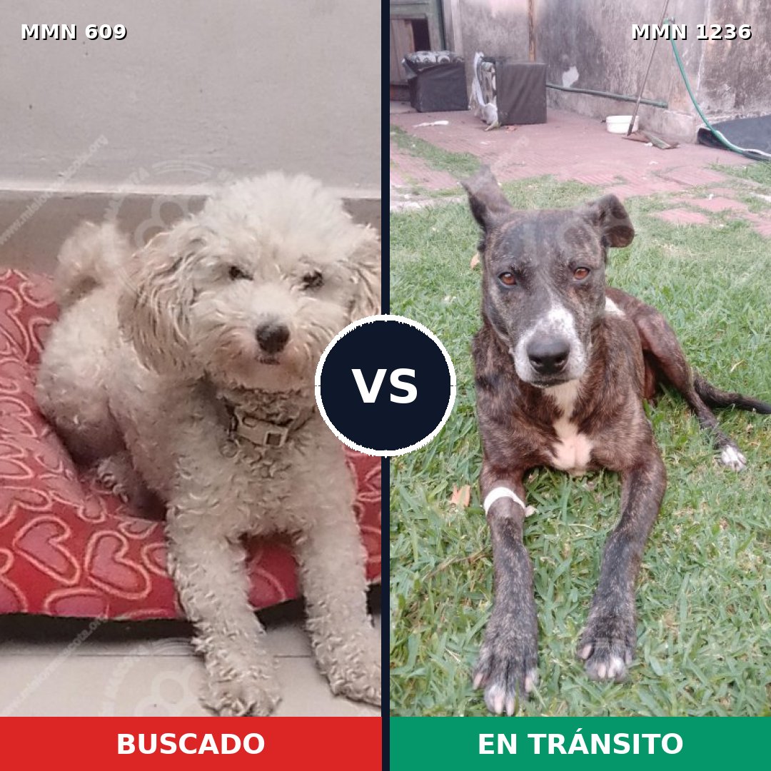 Comparativa MMS 20179: mascota perdida y mascota encontrada, 41% de similitud