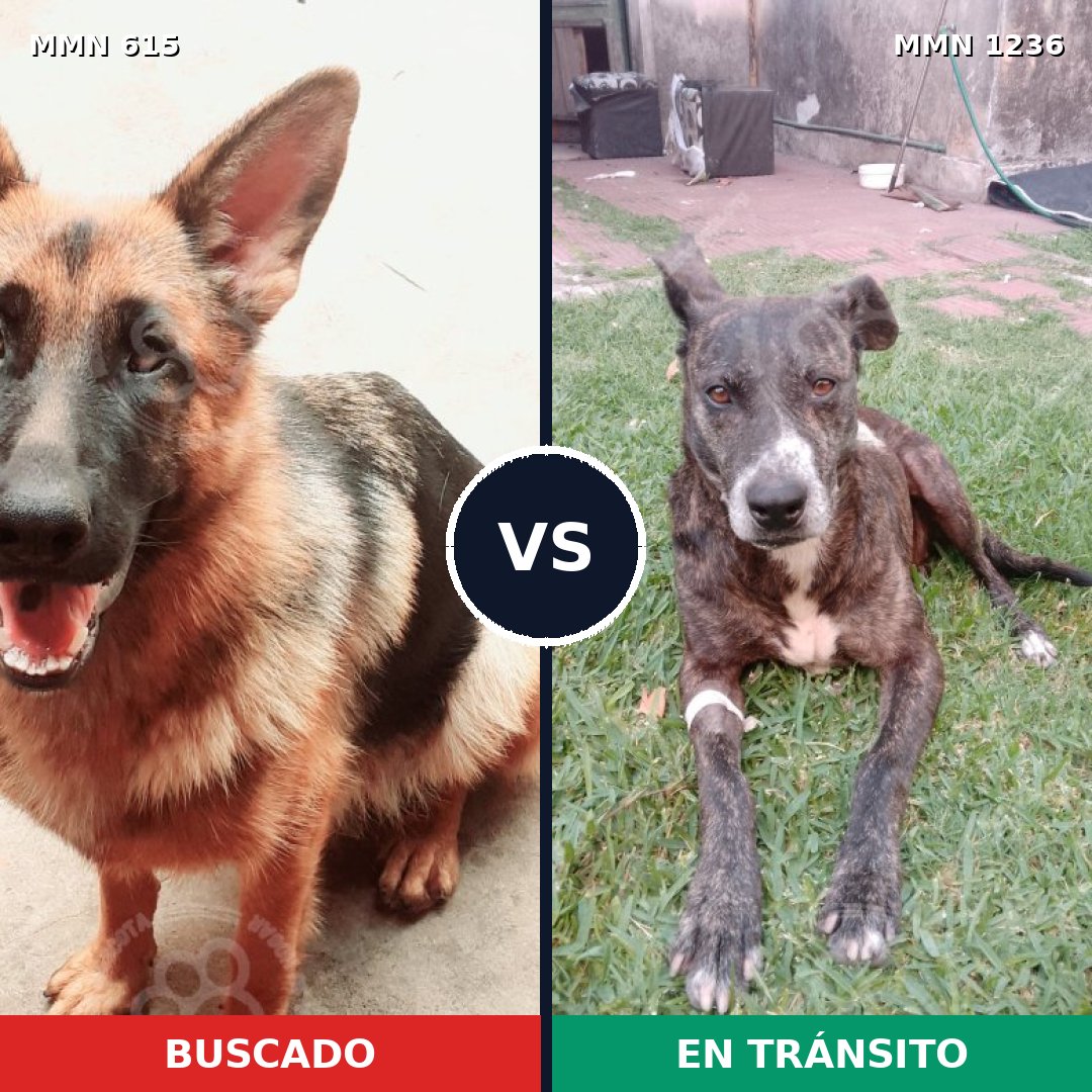 Comparativa MMS 20180: mascota perdida y mascota encontrada, 48% de similitud