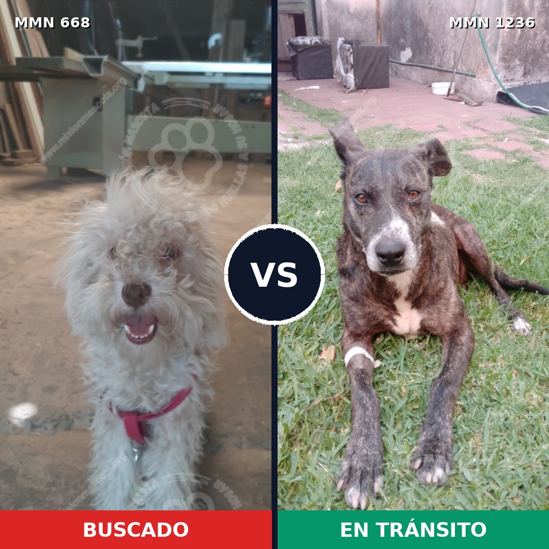 Comparativa MMS 20183: mascota perdida y mascota encontrada, 46% de similitud