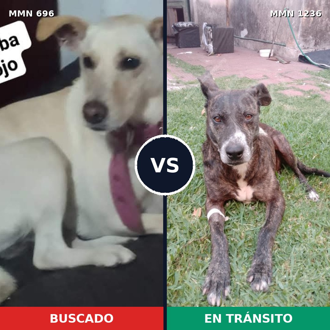 Comparativa MMS 20184: mascota perdida y mascota encontrada, 51% de similitud