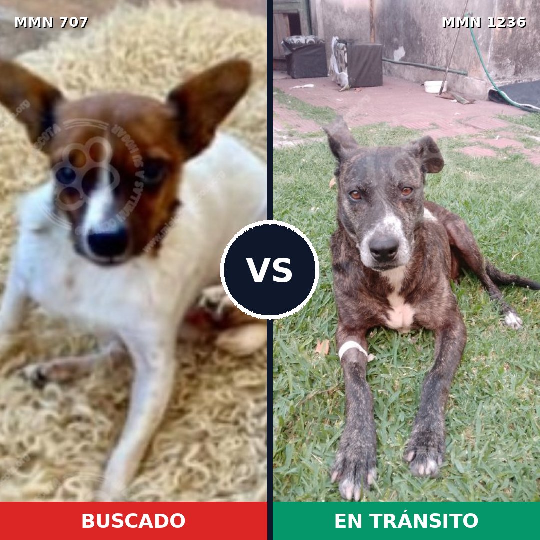 Comparativa MMS 20185: mascota perdida y mascota encontrada, 30% de similitud