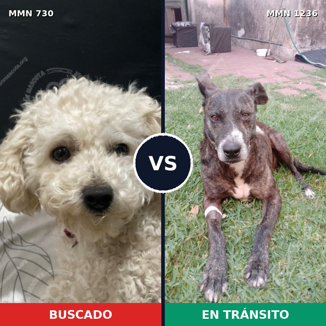 Comparativa MMS 20187: mascota perdida y mascota encontrada, 27% de similitud