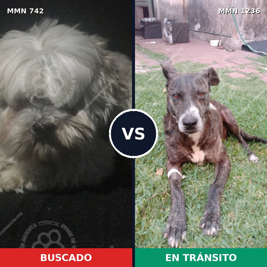 Comparativa MMS 20188: mascota perdida y mascota encontrada, 32% de similitud