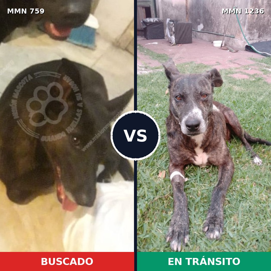 Comparativa MMS 20189: mascota perdida y mascota encontrada, 39% de similitud