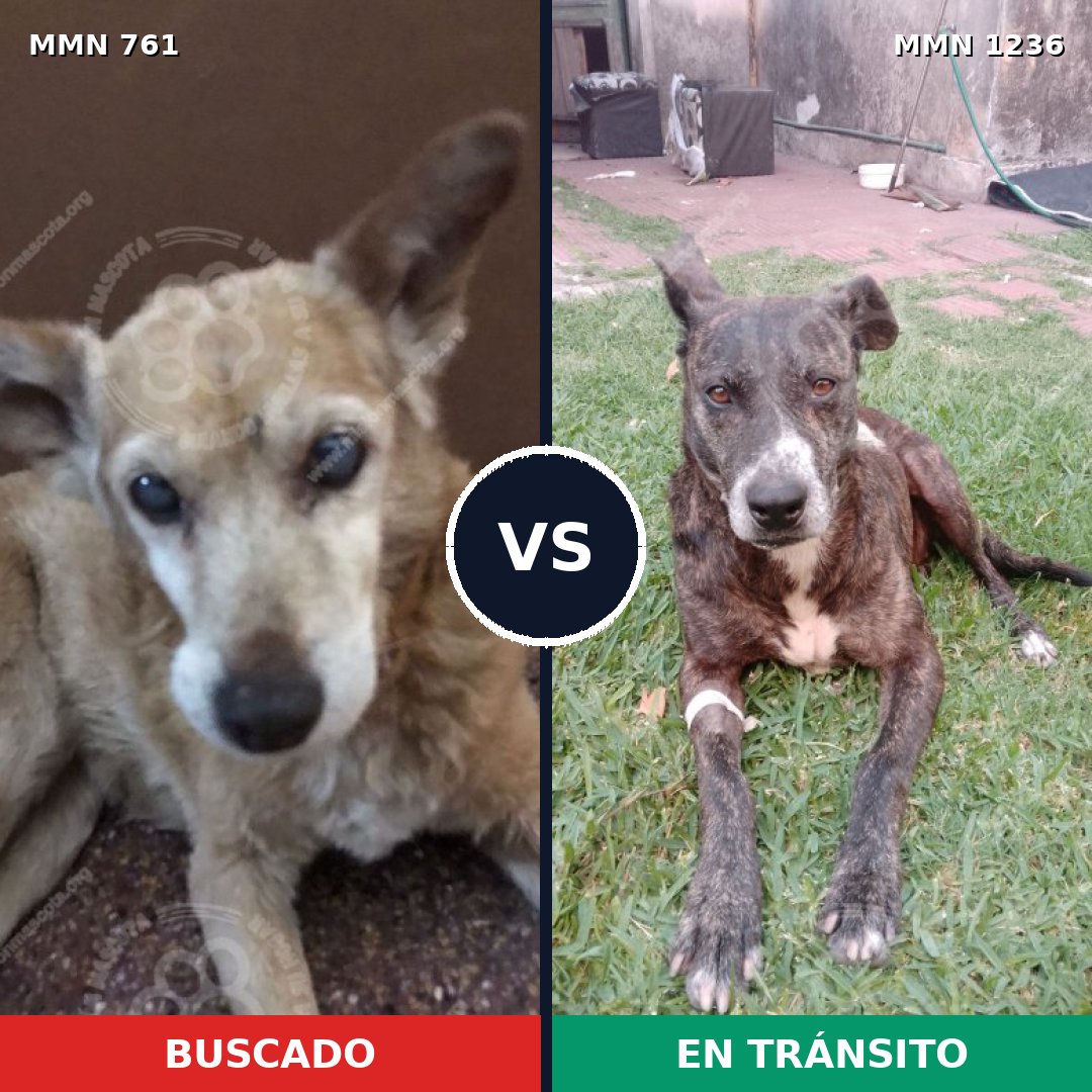 Comparativa MMS 20190: mascota perdida y mascota encontrada, 59% de similitud