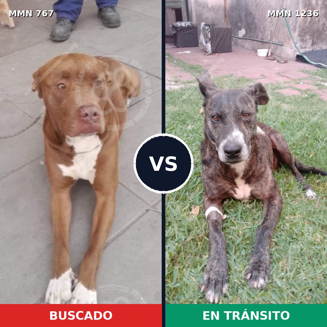 Comparativa MMS 20191: mascota perdida y mascota encontrada, 47% de similitud