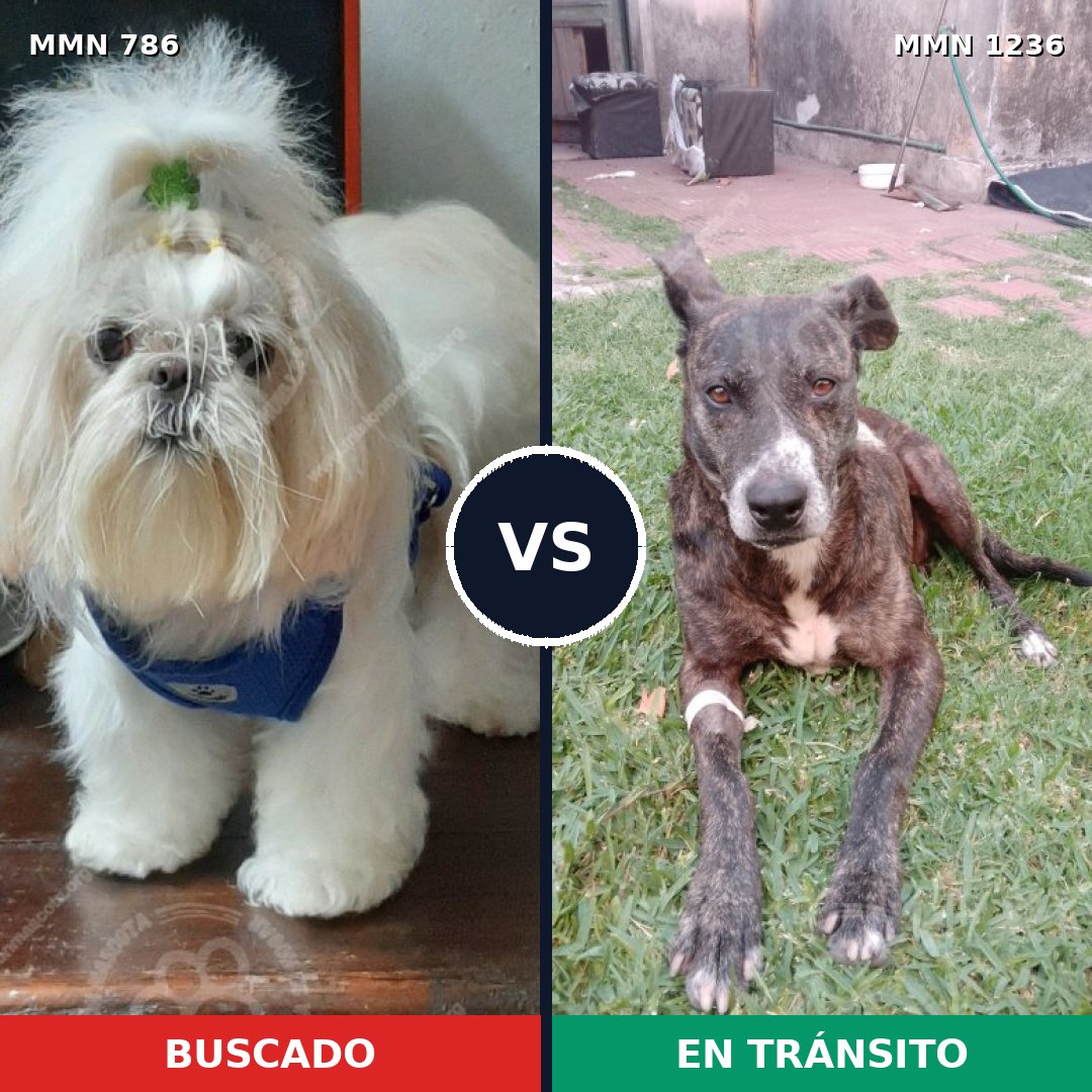 Comparativa MMS 20194: mascota perdida y mascota encontrada, 23% de similitud