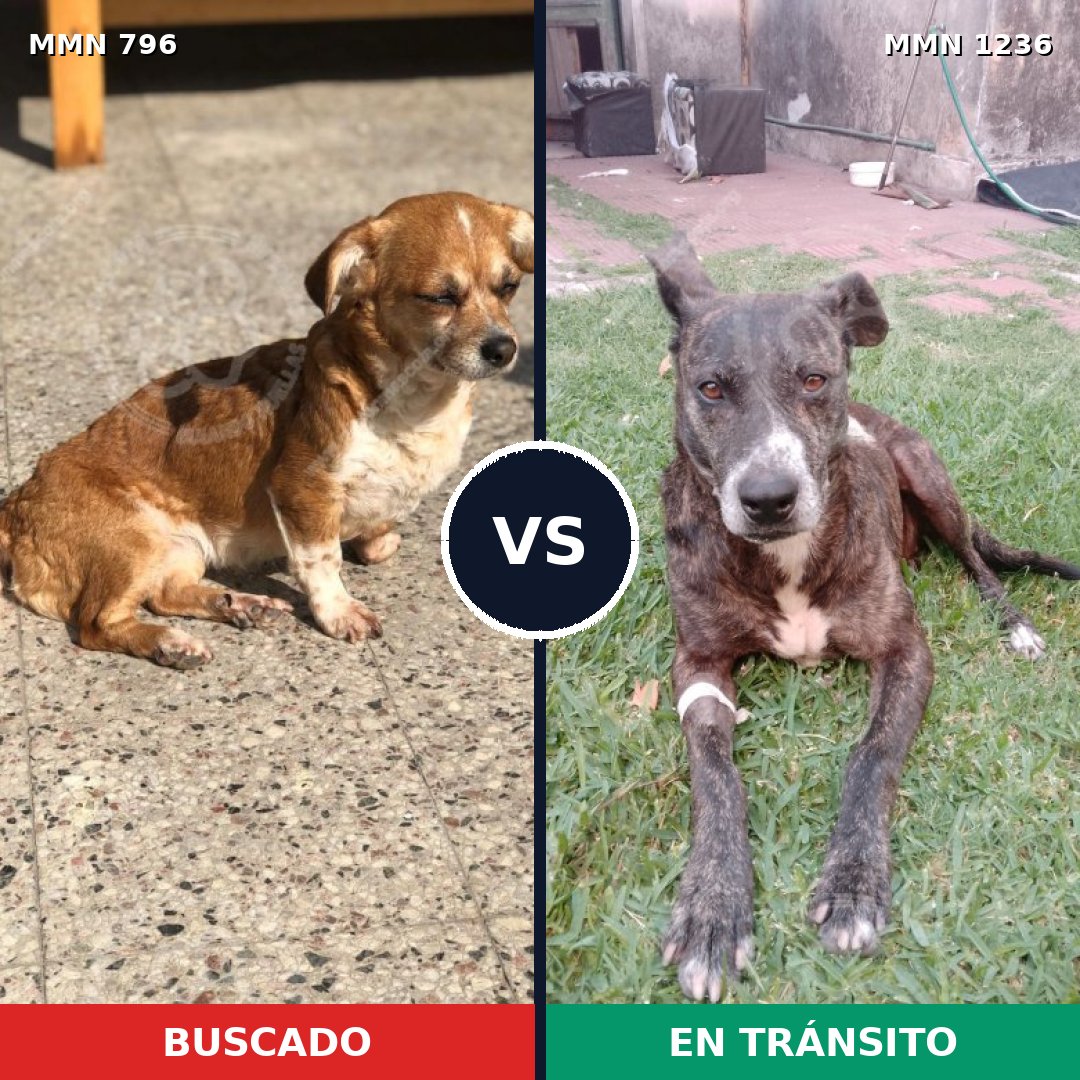 Comparativa MMS 20195: mascota perdida y mascota encontrada, 59% de similitud