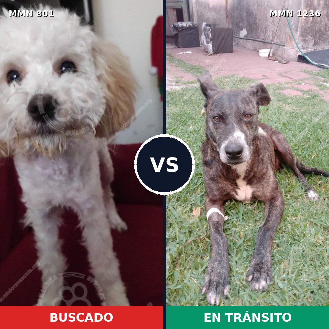 Comparativa MMS 20196: mascota perdida y mascota encontrada, 35% de similitud
