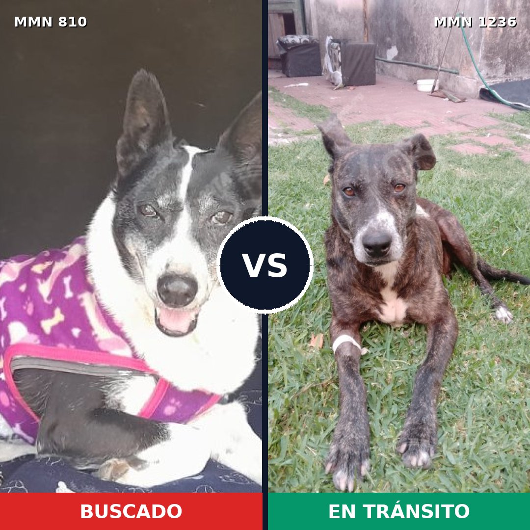 Comparativa MMS 20197: mascota perdida y mascota encontrada, 75% de similitud