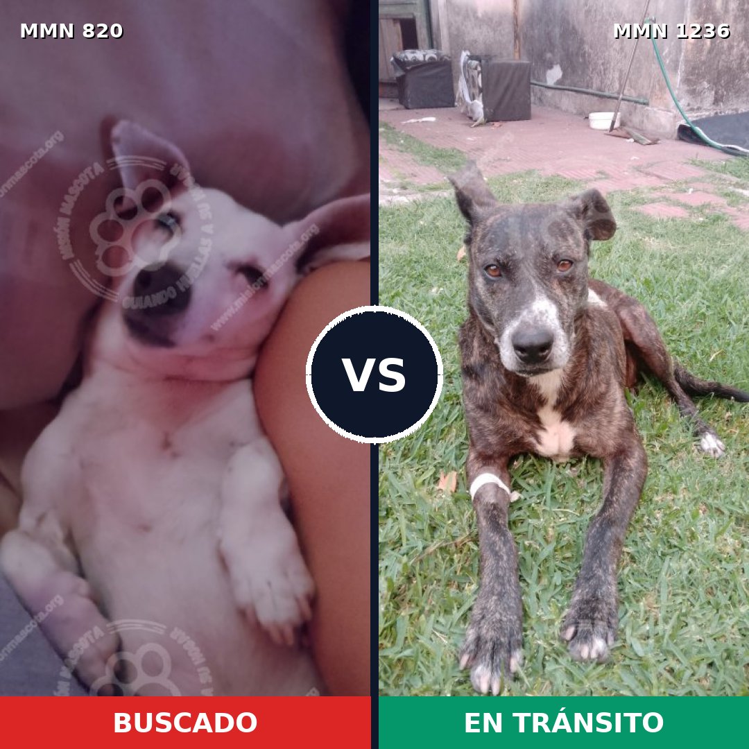Comparativa MMS 20198: mascota perdida y mascota encontrada, 32% de similitud