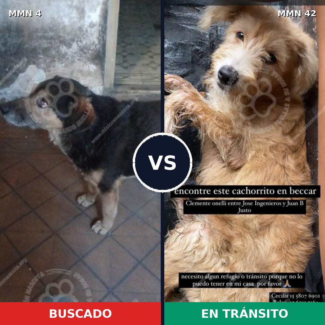 Comparativa MMS 202: mascota perdida y mascota encontrada, 64% de similitud